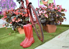 Aan de bestaande Sensy serie van Padana waren de Chocolate Red en Rose toegevoegd.